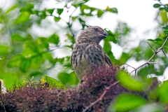 Vegetarian Finch [Platyspiza crassirostris]