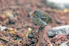 Small Ground Finch [Geospiza fuliginosa]