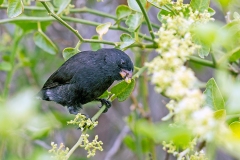 Medium Ground Finch [Geospiza fortis]