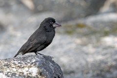 Espanola Cactus Finch [Geospiza conirostris]