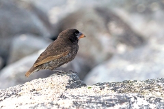 Espanola Cactus Finch [Geospiza conirostris]