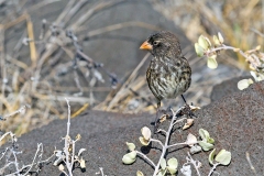 Small Ground Finch [Geospiza fuliginosa]