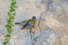 Grey-hooded Sierra Finch [Phrygilus gayi gayi]
