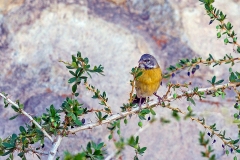 Grey-hooded Sierra Finch [Phrygilus gayi gayi]
