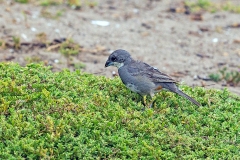 Diuca Finch [Diuca diuca diuca]
