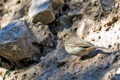 Band-tailed Sierra Finch [Rhopospina alaudina alaudina]