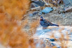 Mourning Sierra Finch [Rhopospina fruticeti fruticeti]