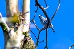 Blue-grey Tanager [Thraupis episcopus caerulea]