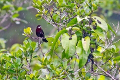 Silver-beaked Tanager [Ramphocelus carbo carbo]