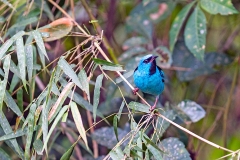 Blue Dacnis [Dacnis cayana paraguayensis]