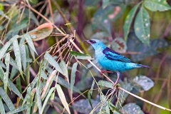Blue Dacnis [Dacnis cayana paraguayensis]