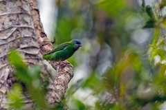 Blue Dacnis [Dacnis cayana paraguayensis]