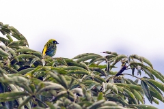 Green-and-gold Tanager [Tangara schrankii schrankii]