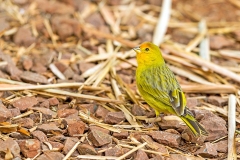 Saffron Finch [Sicalis flaveola pelzelni]