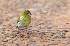 Saffron Finch [Sicalis flaveola pelzelni]