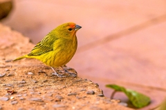 Saffron Finch [Sicalis flaveola pelzelni]