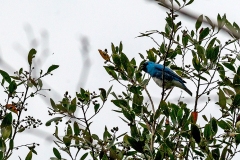 Swallow Tanager [Tersina viridis viridis]