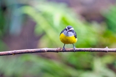 Bananaquit [Coereba flaveola chloropyga]