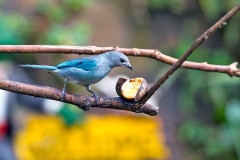 Sayaca Tanager [Thraupis sayaca sayaca]