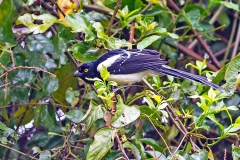 Magpie Tanager [Cissopis leverianus major]