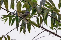 Chestnut-vented Conebill [Conirostrum speciosum speciosum]