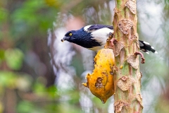Magpie Tanager [Cissopis leverianus major]