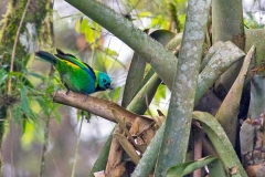 Green-headed Tanager [Tangara seledon]