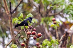 Ruby-crowned Tanager [Tachyphonus coronatus]
