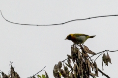 Guira Tanager [Hemithraupis guira fosteri]