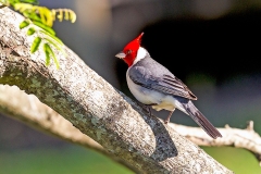 Red-crested Cardinal [Paroaria coronata]