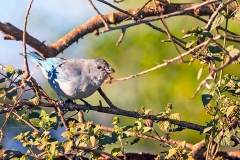 Sayaca Tanager [Thraupis sayaca sayaca]