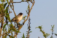 Black-capped Warbling Finch [Microspingus melanoleucus]