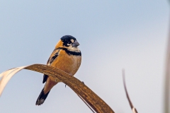 Rusty-collared Seedeater [Sporophila collaris melanocephala]