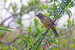 Bluish-grey Saltator [Saltator coerulescens coerulescens]