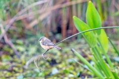 Rusty-collared Seedeater [Sporophila collaris melanocephala]