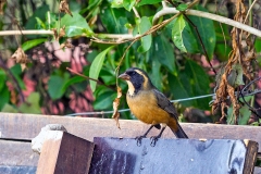 Thick-billed Saltator [Saltator maxillosus]
