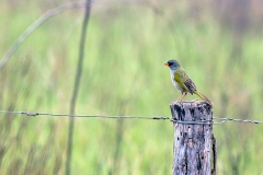 Pampa Finch [Embernagra platensis platensis]