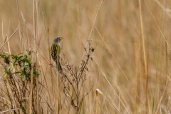 Lesser Grass Finch [Emberizoides ypiranganus]