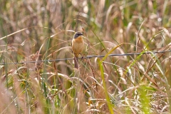 Long-tailed Reed Finch [Donacospiza albifrons]