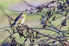 Grassland Yellow Finch [Sicalis luteola luteiventris]