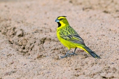 Yellow Cardinal [Gubernatrix cristata]