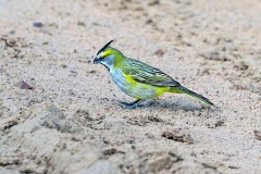 Yellow Cardinal [Gubernatrix cristata]
