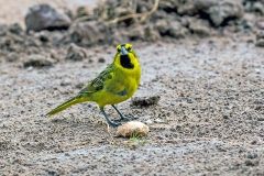 Yellow Cardinal [Gubernatrix cristata]