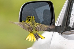 Yellow Cardinal [Gubernatrix cristata]