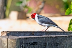 Yellow-billed Cardinal [Paroaria capitata]