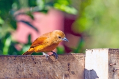 White-lined Tanager [Tachyphonus rufus]