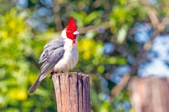 Red-crested Cardinal [Paroaria coronata]