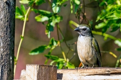 Green-winged Saltator [Saltator similis similis]