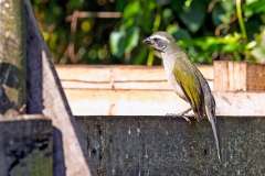 Green-winged Saltator [Saltator similis similis]