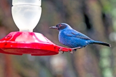 Masked Flowerpiercer [Diglossa cyanea cyanea]